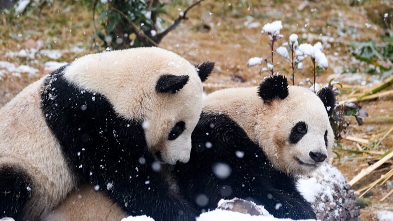 Giant_Pandas_Frolic_in_Chengdu_s_First_Snow_of_2024____ - News for amigos, by amigos Giant_Pandas_Frolic_in_Chengdu_s_First_Snow_of_2024____