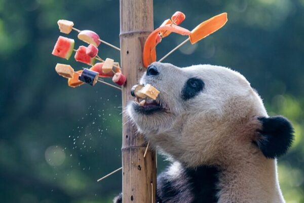 Giant Pandas Get Playful with Skewered Snacks at Chongqing Zoo 🐼🍢 Giant_Pandas_Get_Playful_with_Skewered_Snacks_at_Chongqing_Zoo___