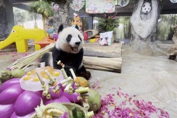 Giant Pandas Gong Gong and Shun Shun Celebrate Five Years on Hainan Island Giant_Pandas_Gong_Gong_and_Shun_Shun_Celebrate_Five_Years_on_Hainan_Island