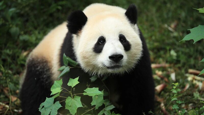 Giant_Pandas_Jin_Xi_and_Zhu_Yu_Charm_Visitors_at_Madrid_Debut__ - News for amigos, by amigos Giant_Pandas_Jin_Xi_and_Zhu_Yu_Charm_Visitors_at_Madrid_Debut__