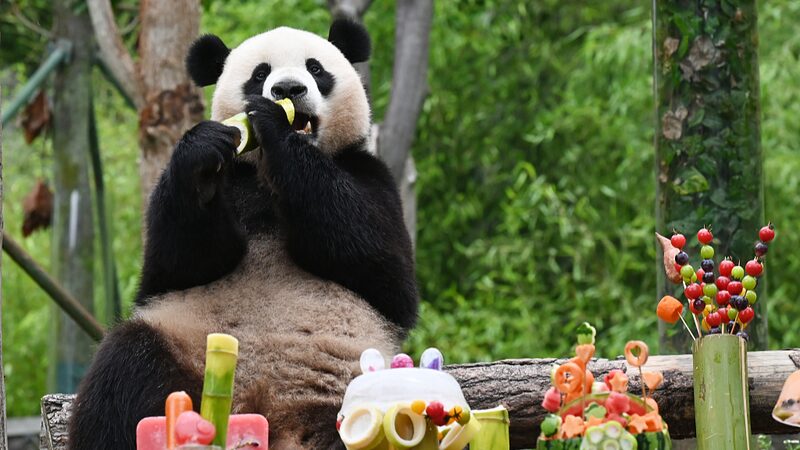 Giant_Pandas_Party_in_Wolong__Birthday_Season_Kicks_Off_with_Joy___ - News for amigos, by amigos __Giant_Pandas_Party_in_Wolong__Birthday_Season_Kicks_Off_with_Joy___