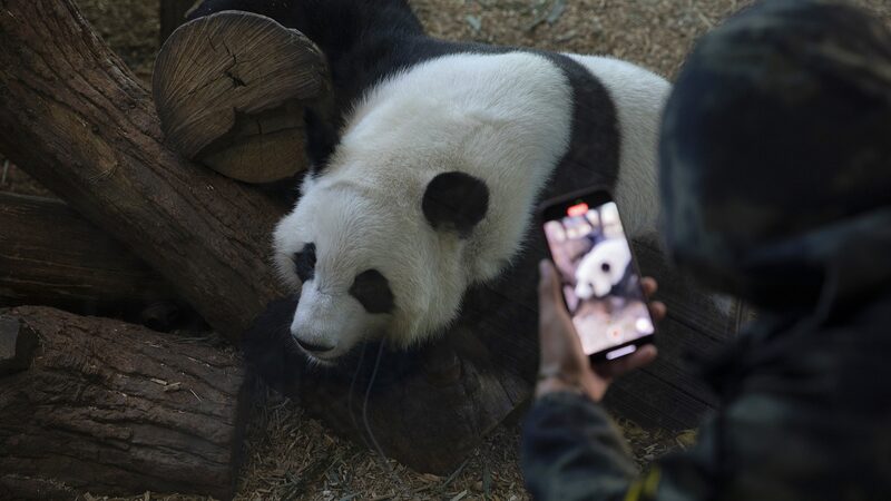 Giant_Pandas_Return_Home_to_China_After_Farewell_from_Zoo_Atlanta____ - News for amigos, by amigos Giant_Pandas_Return_Home_to_China_After_Farewell_from_Zoo_Atlanta____