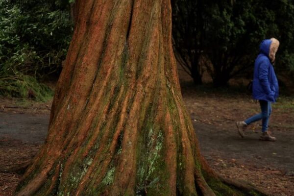 Giant Sequoias 🌲 Thriving in the UK: California’s Giants Find a New Home Giant_Sequoias___Thriving_in_the_UK__California_s_Giants_Find_a_New_Home