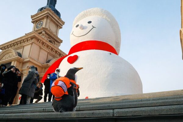 Giant Snowman and Penguin Friends Draw Crowds in Harbin, China! Giant_Snowman_and_Penguin_Friends_Draw_Crowds_in_Harbin__China_ video poster