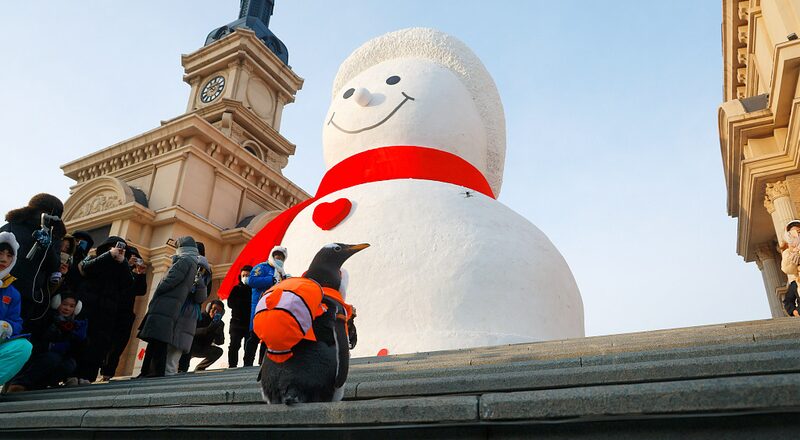 Giant_Snowman_and_Penguin_Friends_Draw_Crowds_in_Harbin__China__poster - News for amigos, by amigos Giant_Snowman_and_Penguin_Friends_Draw_Crowds_in_Harbin__China_ video poster