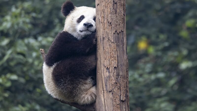 Global_Captive_Panda_Population_Hits_757____ - News for amigos, by amigos Global_Captive_Panda_Population_Hits_757____