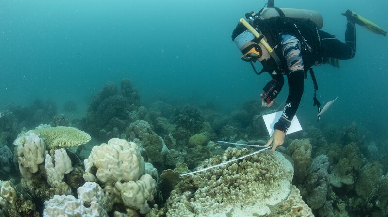 Global_Coral_Bleaching_Crisis_Deepens_____Scientists_Warn_of_Growing_Threat - News for amigos, by amigos Global_Coral_Bleaching_Crisis_Deepens_____Scientists_Warn_of_Growing_Threat
