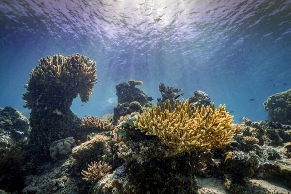 Global Coral Bleaching Crisis: Reefs in 53 Countries Threatened 🌊 Global_Coral_Bleaching_Crisis__Reefs_in_53_Countries_Threatened__