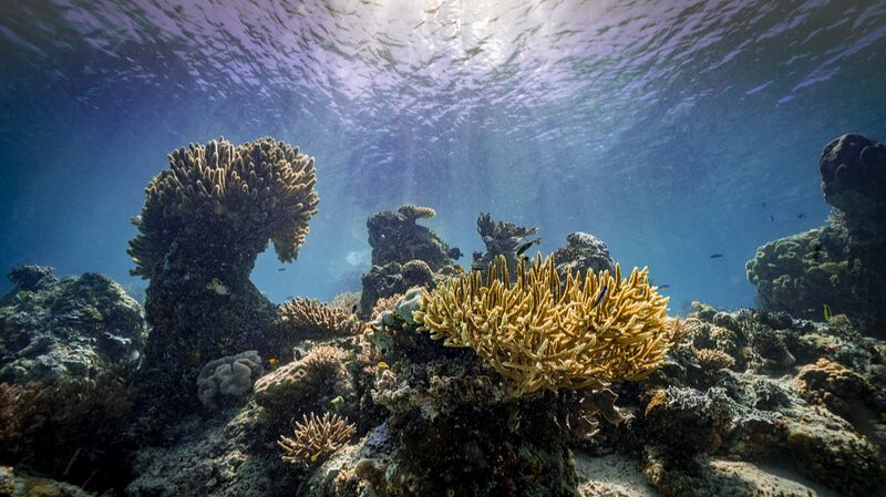 Global_Coral_Bleaching_Crisis__Reefs_in_53_Countries_Threatened__ - News for amigos, by amigos Global_Coral_Bleaching_Crisis__Reefs_in_53_Countries_Threatened__