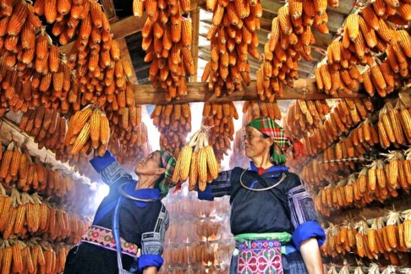 Golden Corn Harvest Fills Wooden Huts in Vietnam’s Mu Cang Chai 🌽🏠 Golden_Corn_Harvest_Fills_Wooden_Huts_in_Vietnam_s_Mu_Cang_Chai___