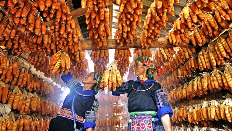 Golden_Corn_Harvest_Fills_Wooden_Huts_in_Vietnam_s_Mu_Cang_Chai___ - News for amigos, by amigos Golden_Corn_Harvest_Fills_Wooden_Huts_in_Vietnam_s_Mu_Cang_Chai___