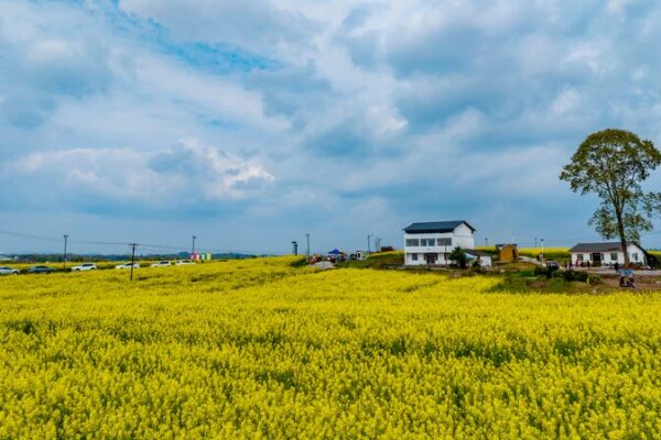Golden Fields of Rapeseed Flowers Illuminate Sichuan’s Countryside 🌼 Golden_Fields_of_Rapeseed_Flowers_Illuminate_Sichuan_s_Countryside__