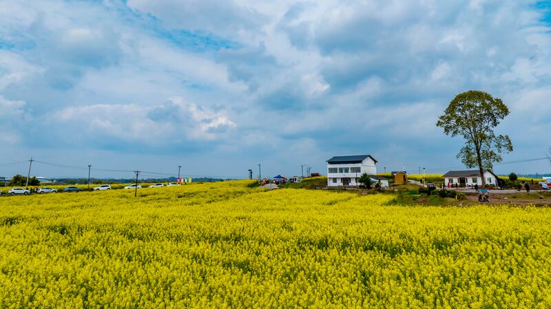 Golden_Fields_of_Rapeseed_Flowers_Illuminate_Sichuan_s_Countryside__ - News for amigos, by amigos Golden_Fields_of_Rapeseed_Flowers_Illuminate_Sichuan_s_Countryside__