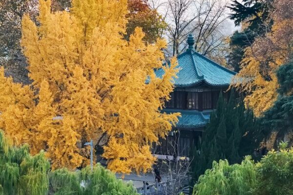 Golden Ginkgo Leaves Light Up Xuanwu Lake Park in Nanjing 🌟🍂 Golden_Ginkgo_Leaves_Light_Up_Xuanwu_Lake_Park_in_Nanjing___