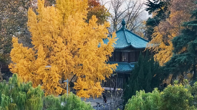Golden_Ginkgo_Leaves_Light_Up_Xuanwu_Lake_Park_in_Nanjing___ - News for amigos, by amigos Golden_Ginkgo_Leaves_Light_Up_Xuanwu_Lake_Park_in_Nanjing___