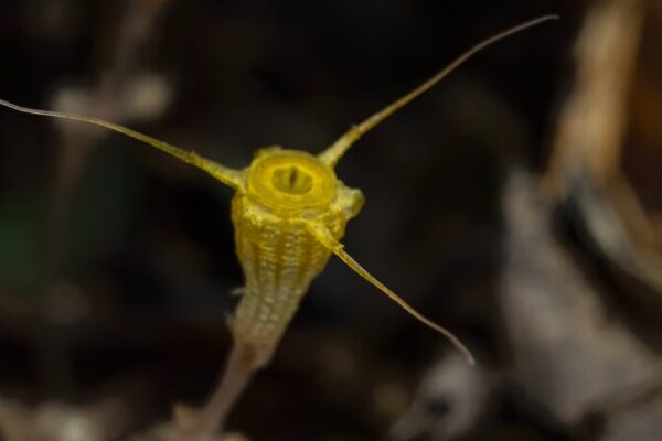 Golden Goblet-Like Plant ‘Thismia jinzun’ Discovered in Hainan’s Rainforests 🌿🏺 Golden_Goblet_Like_Plant__Thismia_jinzun__Discovered_in_Hainan_s_Rainforests___