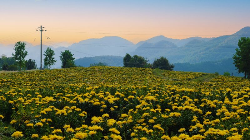 Golden_Hills__Chrysanthemums_Light_Up_Guizhou_s_Autumn__ - News for amigos, by amigos Golden_Hills__Chrysanthemums_Light_Up_Guizhou_s_Autumn__