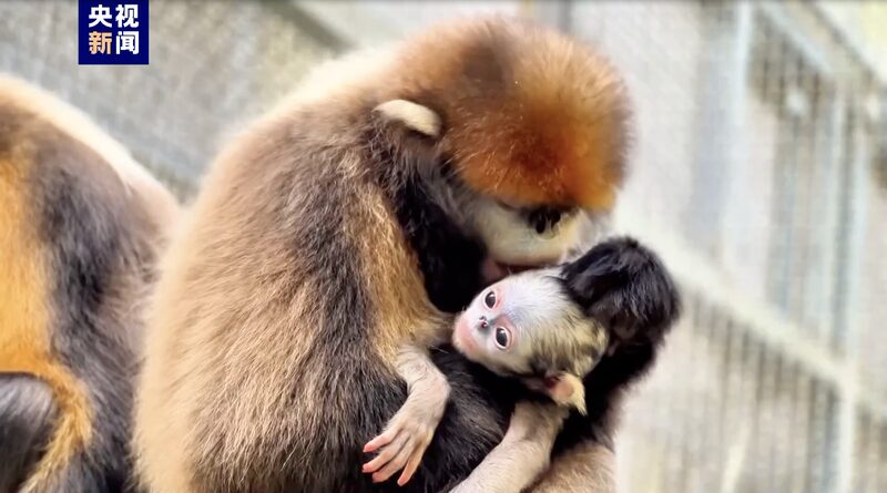 Golden_Monkey_Mama__Xiao_Fan__Welcomes_New_Baby_at_China_s_Fanjingshan_Reserve___ - News for amigos, by amigos Golden_Monkey_Mama__Xiao_Fan__Welcomes_New_Baby_at_China_s_Fanjingshan_Reserve___