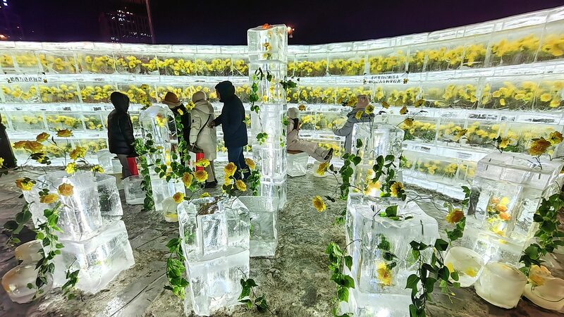Golden_Roses_Frozen_in_Ice_Illuminate_Harbin_s_Winter_Wonderland