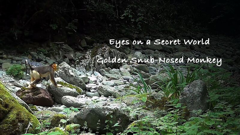 Golden_Snub_Nosed_Monkeys__Shennongjia_s_Hidden_Gems_____poster - News for amigos, by amigos Golden_Snub_Nosed_Monkeys__Shennongjia_s_Hidden_Gems____ video poster