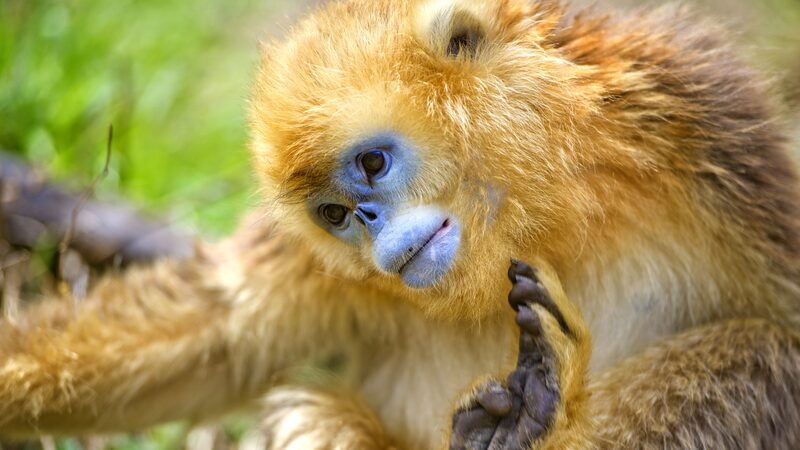 Golden_Snub_Nosed_Monkeys_on_the_Rise_in_China_s_Shennongjia____ - News for amigos, by amigos Golden_Snub_Nosed_Monkeys_on_the_Rise_in_China_s_Shennongjia____