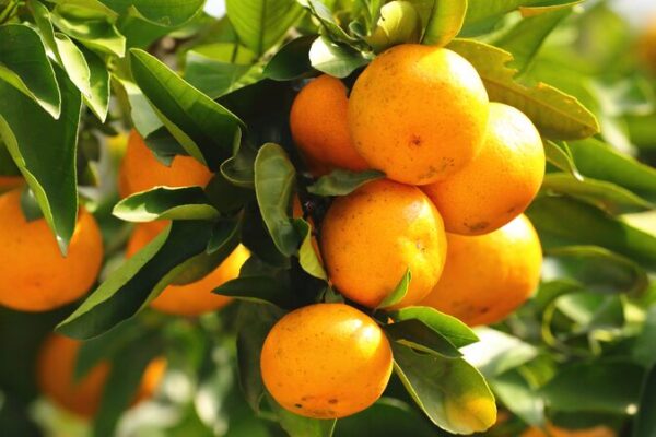 Golden Tangerines Transform Guizhou’s Rocky Hills Into Fruitful Harvest Golden_Tangerines_Transform_Guizhou_s_Rocky_Hills_Into_Fruitful_Harvest