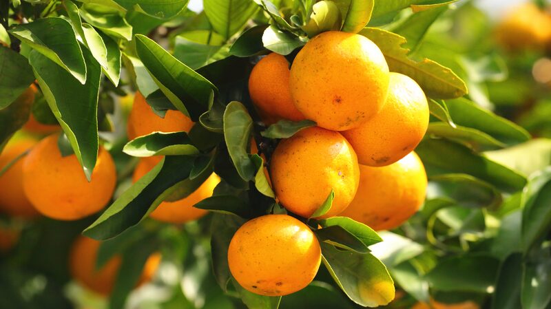 Golden_Tangerines_Transform_Guizhou_s_Rocky_Hills_Into_Fruitful_Harvest - News for amigos, by amigos Golden_Tangerines_Transform_Guizhou_s_Rocky_Hills_Into_Fruitful_Harvest