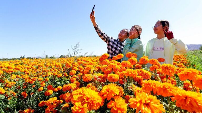 Golden_Waves__Marigold_Blooms_Revitalize_Rural_Gansu___