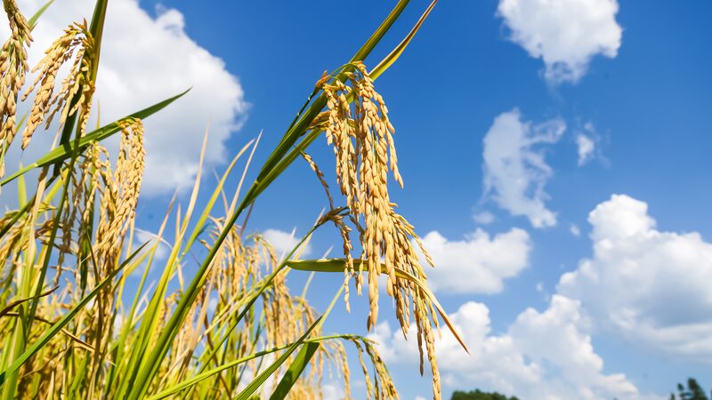 Golden_Waves_in_Shiqian__A_Harvest_Symphony_in_Guizhou___ - News for amigos, by amigos Golden_Waves_in_Shiqian__A_Harvest_Symphony_in_Guizhou___