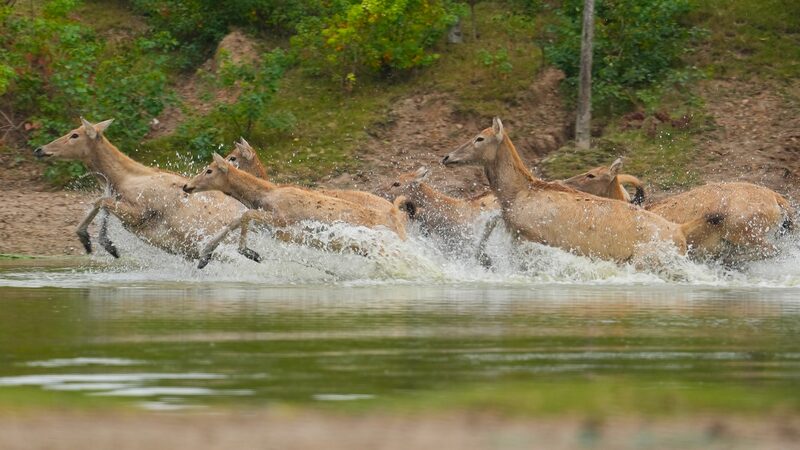 Graceful_Swimmers__Milu_Deer_Navigate_Jiangsu_s_Wetlands