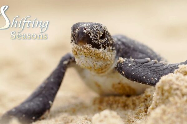 Green Sea Turtles Return to South China’s Shores for Nesting Season 🐢🌊 Green_Sea_Turtles_Return_to_South_China_s_Shores_for_Nesting_Season___ video poster