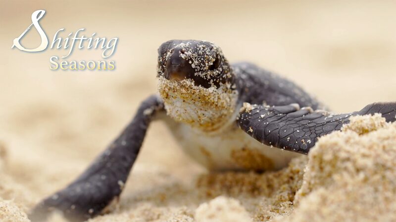 Green_Sea_Turtles_Return_to_South_China_s_Shores_for_Nesting_Season____poster - News for amigos, by amigos Green_Sea_Turtles_Return_to_South_China_s_Shores_for_Nesting_Season___ video poster