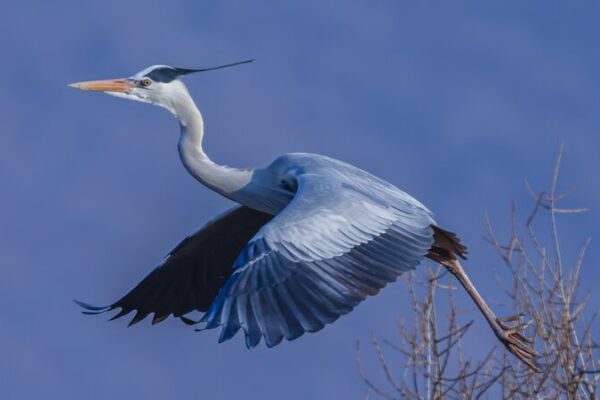 Grey Herons Return: Wazigou’s Spring Spectacle Takes Flight in NE China Grey_Herons_Return__Wazigou_s_Spring_Spectacle_Takes_Flight_in_NE_China