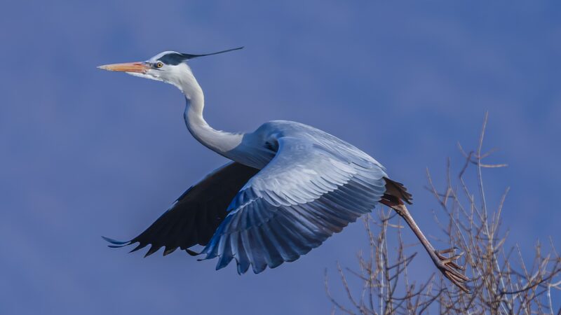 Grey_Herons_Return__Wazigou_s_Spring_Spectacle_Takes_Flight_in_NE_China - News for amigos, by amigos Grey_Herons_Return__Wazigou_s_Spring_Spectacle_Takes_Flight_in_NE_China
