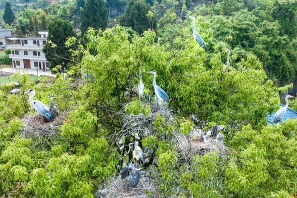 Grey Herons Take Flight: A Feathered Spectacle in Southwest China 🐦✨ Grey_Herons_Take_Flight__A_Feathered_Spectacle_in_Southwest_China___
