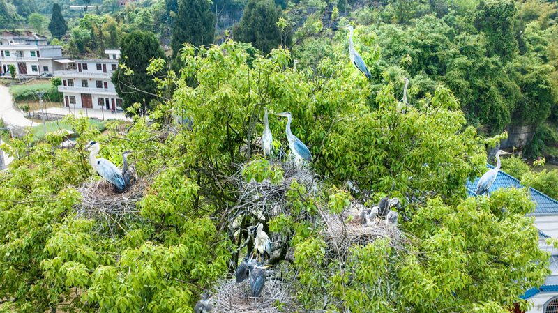 Grey_Herons_Take_Flight__A_Feathered_Spectacle_in_Southwest_China___ - News for amigos, by amigos Grey_Herons_Take_Flight__A_Feathered_Spectacle_in_Southwest_China___