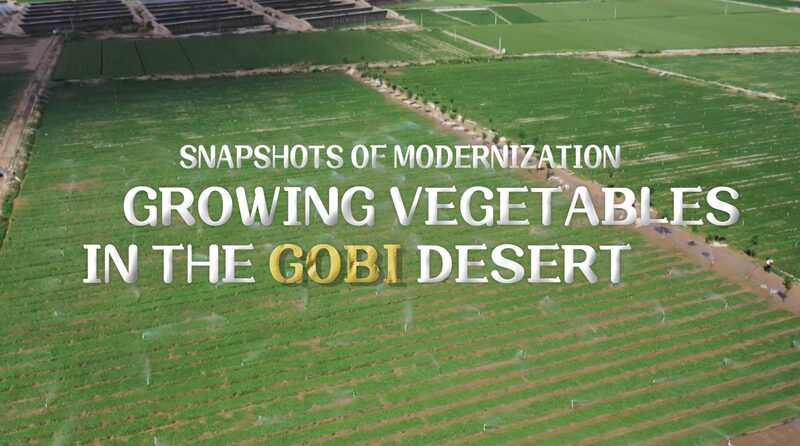 Growing_Greens_in_the_Gobi__The_Desert_Vegetable_Pioneers____poster - News for amigos, by amigos Growing_Greens_in_the_Gobi__The_Desert_Vegetable_Pioneers___ video poster