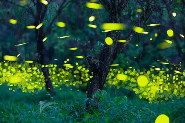 🐞🌿 Guangdong Unveils Massive Insect Catalog: Over 12,000 Species Discovered! ___Guangdong_Unveils_Massive_Insect_Catalog__Over_12_000_Species_Discovered_