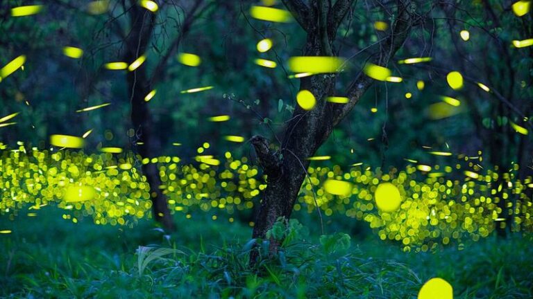 🐞🌿 Guangdong Unveils Massive Insect Catalog: Over 12,000 Species ...