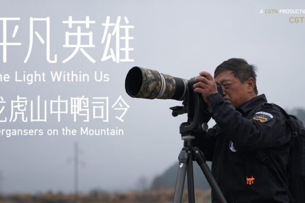 Guardian of the Chinese Merganser: One Ranger’s Quest to Save the ‘Giant Panda of Birds’ 🦆 Guardian_of_the_Chinese_Merganser__One_Ranger_s_Quest_to_Save_the__Giant_Panda_of_Birds___ video poster