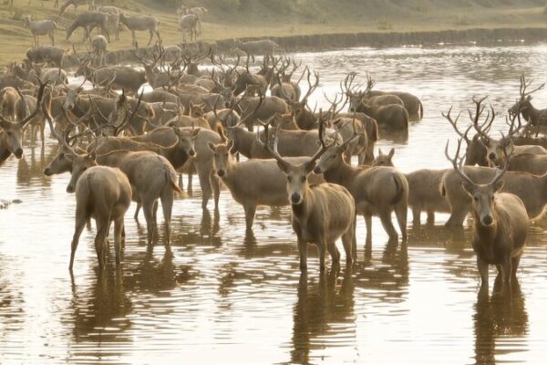 Guardians_of_Dafeng__Rangers_Protecting_the_Milu_Deer___ video poster