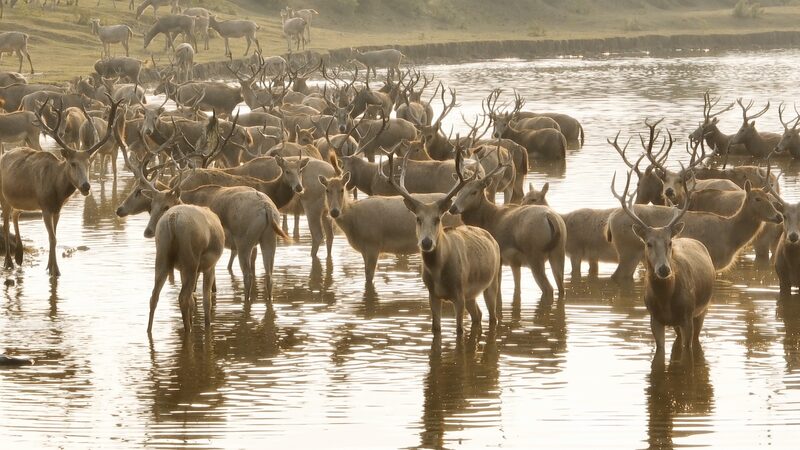 Guardians_of_Dafeng__Rangers_Protecting_the_Milu_Deer___ video poster