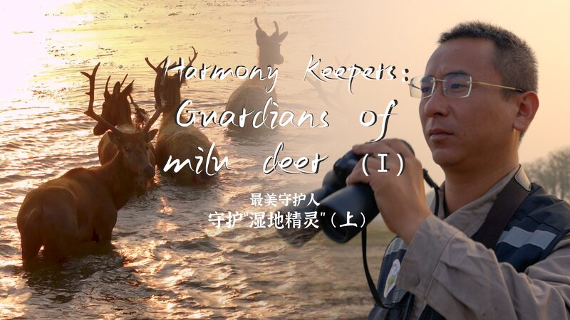 Guardians_of_Harmony__Protecting_China_s_Milu_Deer video poster