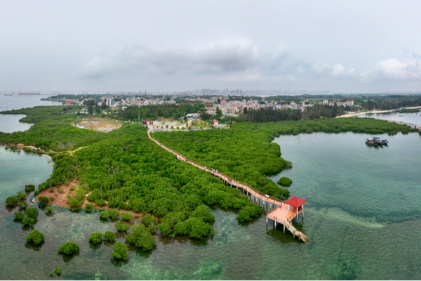 Guardians of the Mangroves: Zhanjiang Police’s Early Morning Mission 🌿 Guardians_of_the_Mangroves__Zhanjiang_Police_s_Early_Morning_Mission__