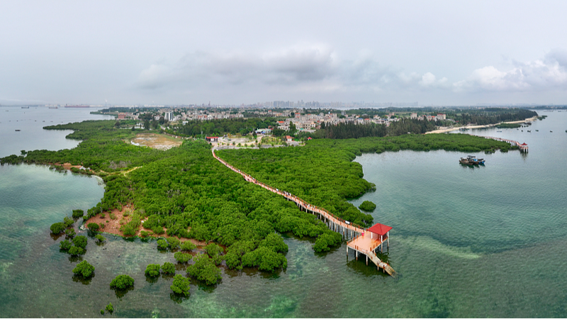 Guardians_of_the_Mangroves__Zhanjiang_Police_s_Early_Morning_Mission__ - News for amigos, by amigos Guardians_of_the_Mangroves__Zhanjiang_Police_s_Early_Morning_Mission__