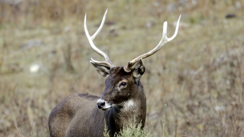 Guardians_of_the_Plateau__Locals_Protecting_Thorold_s_Deer__ video poster
