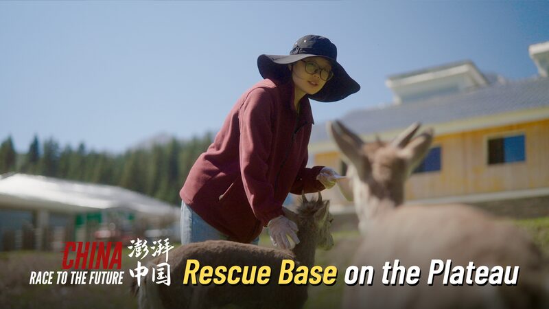 Guardians_of_the_Plateau__Youth_Saving_Wildlife_in_Western_China_poster - News for amigos, by amigos Guardians_of_the_Plateau__Youth_Saving_Wildlife_in_Western_China video poster