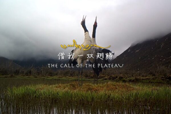 Guardians of the Sky: Herders Protect Qinghai’s Rare Cranes Guardians_of_the_Sky__Herders_Protect_Qinghai_s_Rare_Cranes video poster