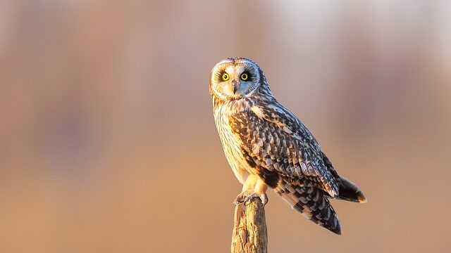 Guardians_of_the_Sky__How_Beijing_s_Raptors_Adapt_to_Heat_Waves___ video poster