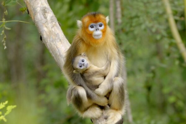 Guarding Sichuan’s Golden Monkeys: Tang Yulin’s Inspiring Journey Guarding_Sichuan_s_Golden_Monkeys__Tang_Yulin_s_Inspiring_Journey video poster